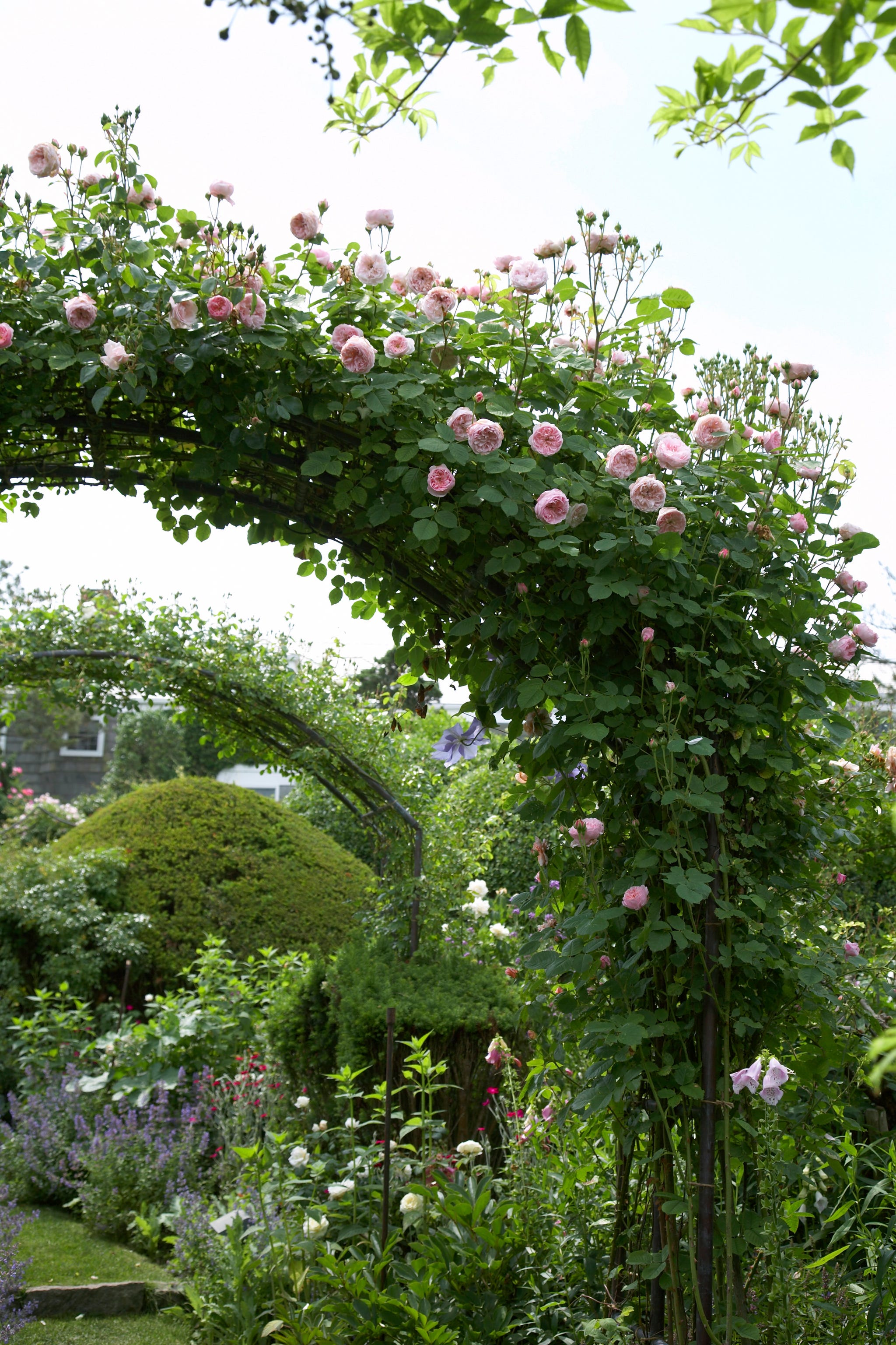 VER080117_103 series of arbors covered with roses