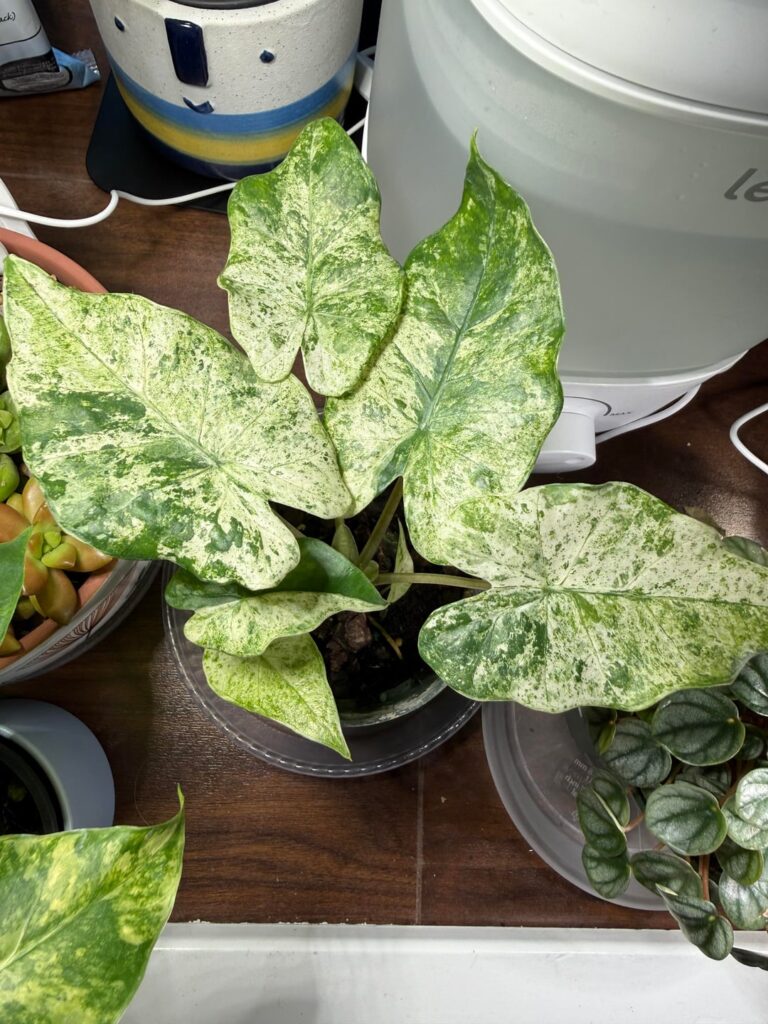 What kind is this? (Mislabeled I believe)
