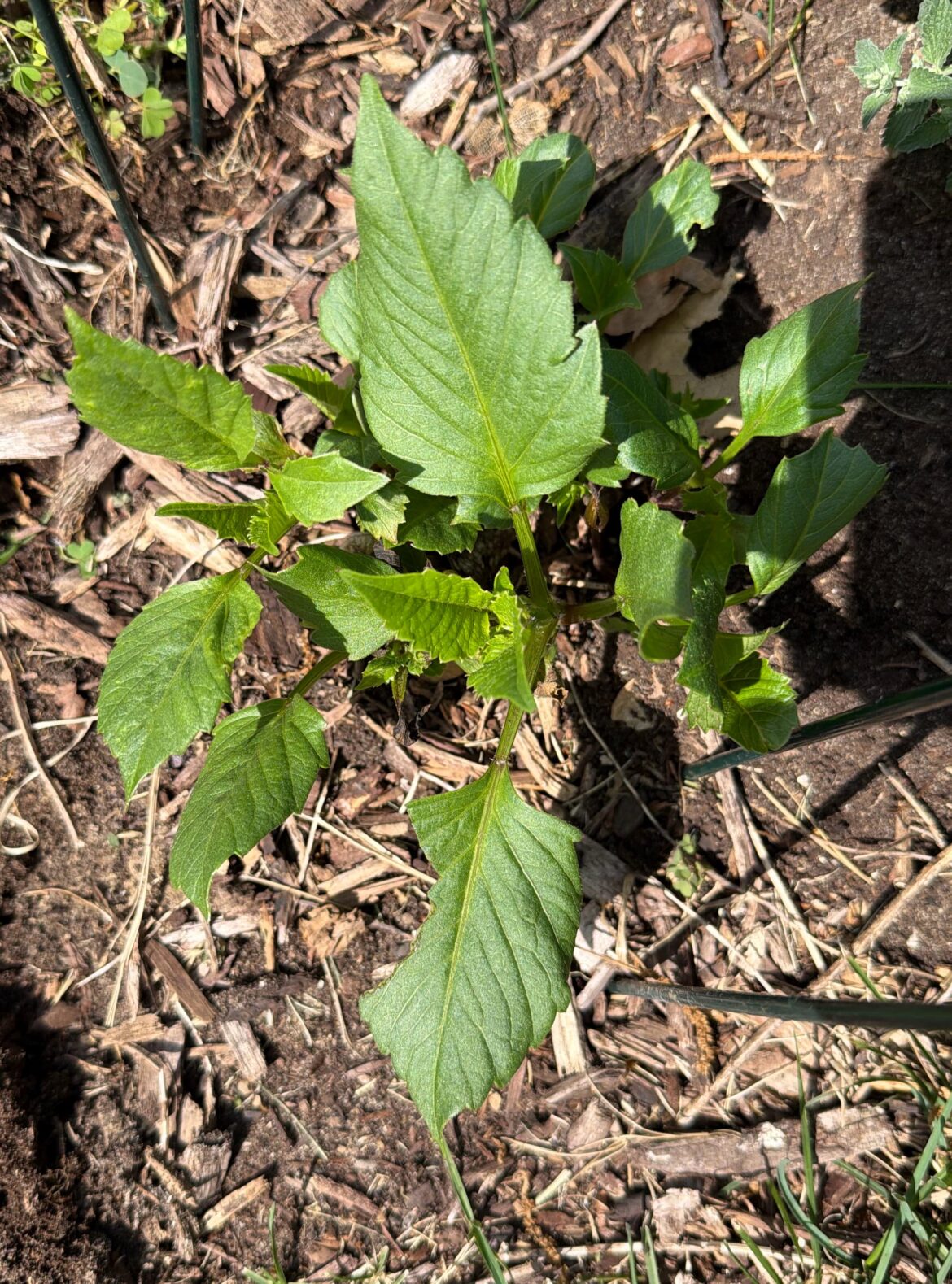 Zone 5B - my dahlias survived the winter??