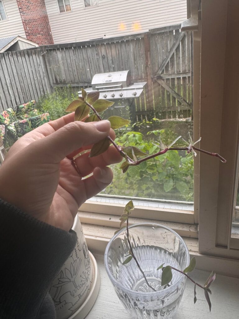 when do I pot in soil? first time propagating