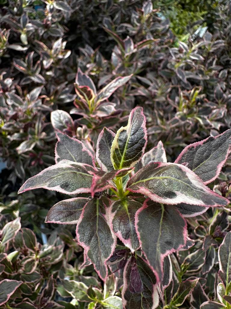 The Golfing Gardener: Wonderful Weigelia The Golfing Gardener: Wonderful Weigelia