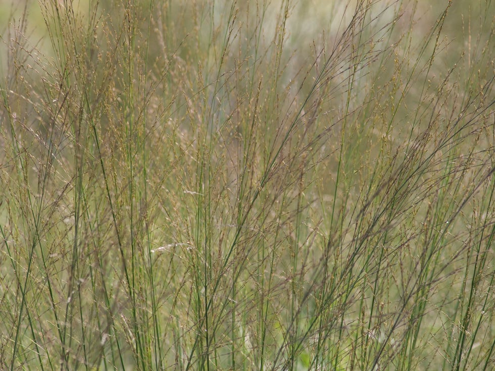 purple moor grass, molinia caerulea 'transparent'. (photo by flowerphotos/universal images group via getty images)