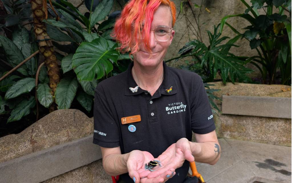 Victoria Butterfly Gardens welcomes new dart frogs Horticulturist at Victoria Butterfly Gardens, Travis Budgeon, holding a dart frog, one of the many new members the gardens received. (Courtesy of Travis Budgeon)