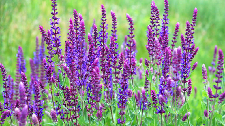 large salvia plant growing