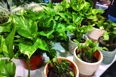 Haywood master gardeners host plant sale Haywood master gardeners host plant sale