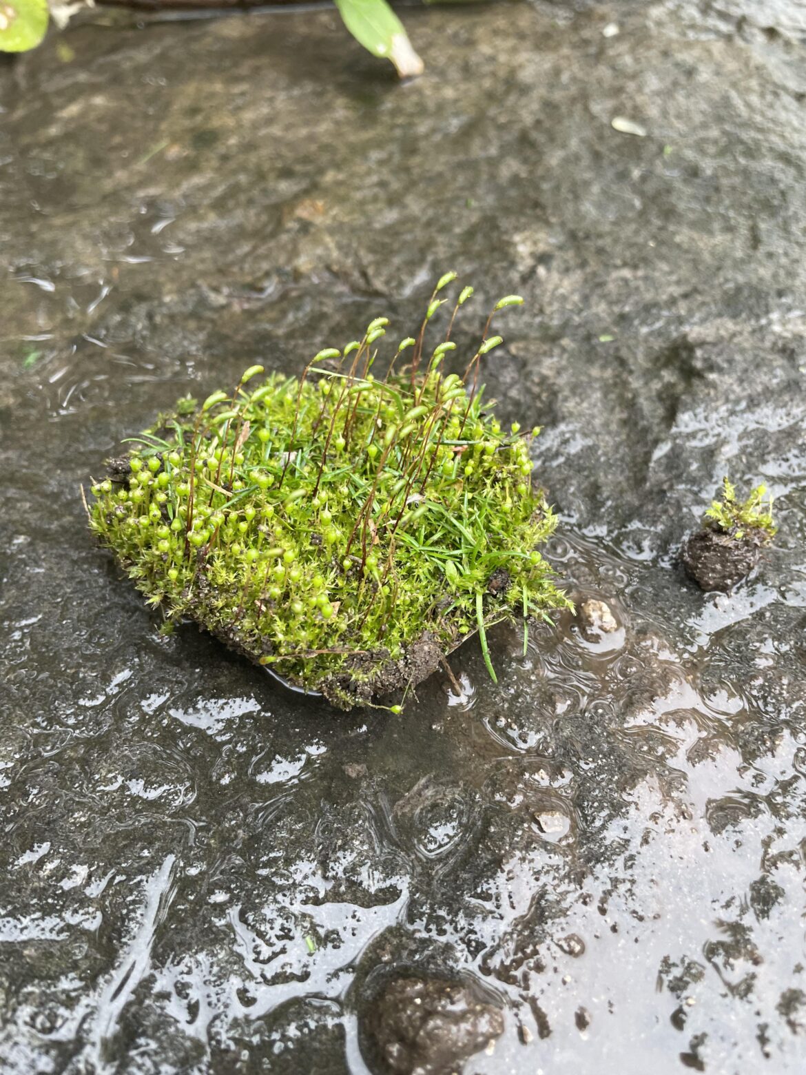 Moss? Moss?
