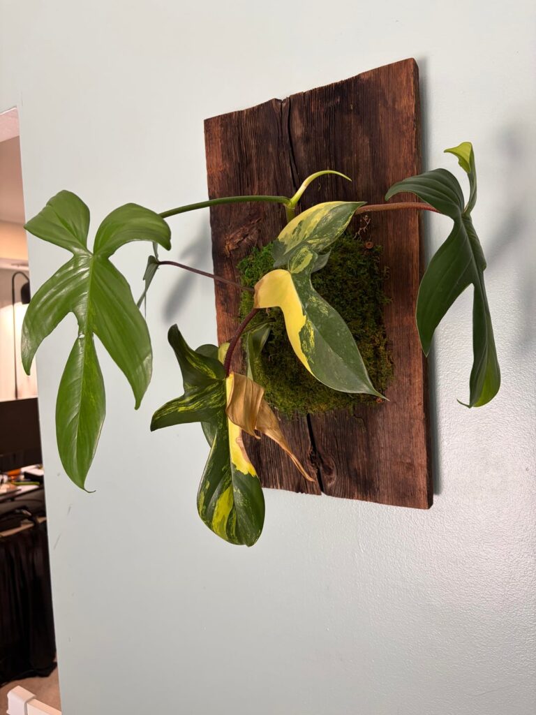 Plant Starting to Turn