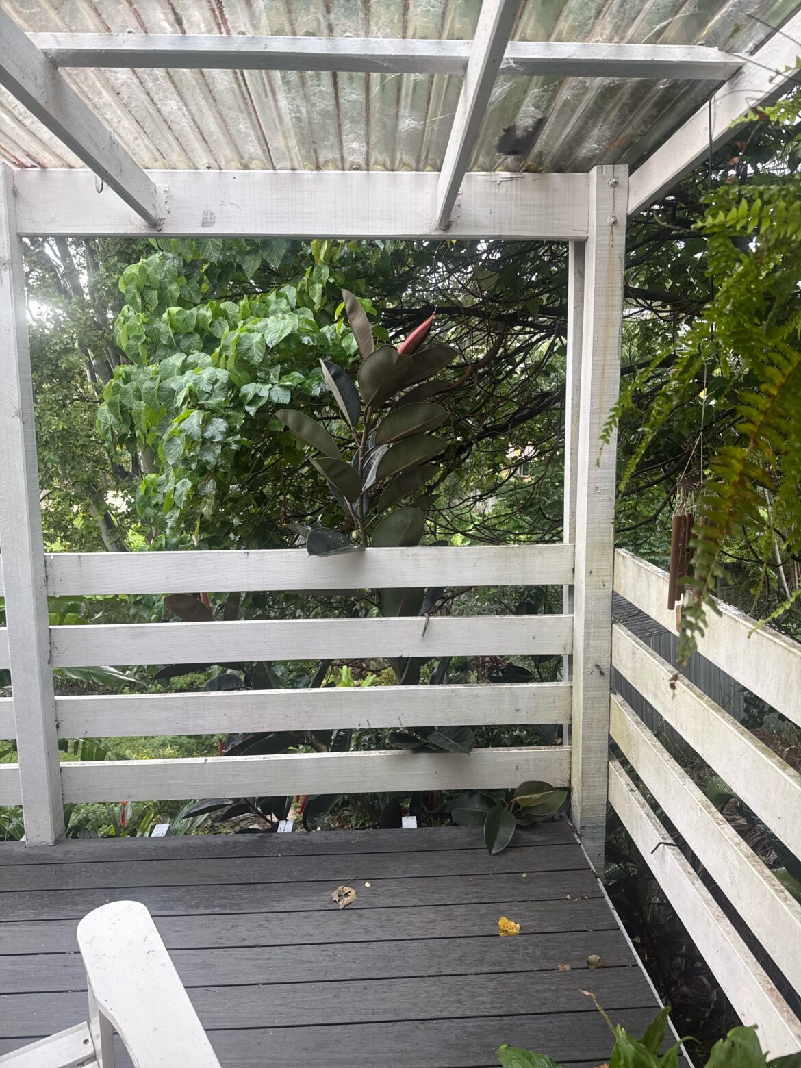 My husband trimmed my over 3M rubber plant in pot without asking me My husband trimmed my over 3M rubber plant in pot without asking me