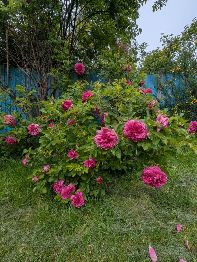 I moved into my first house last month, had a 2 week holiday and came back to these!