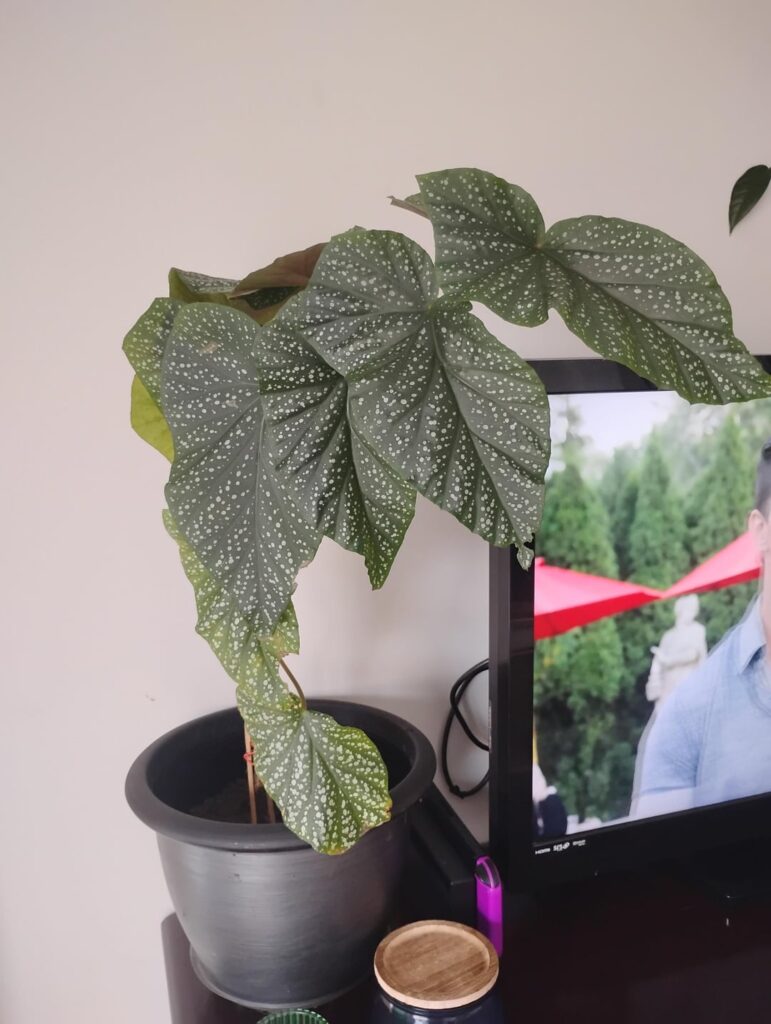 Leggy Angel Wing Begonia Leggy Angel Wing Begonia