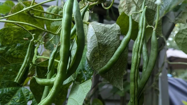 A close up of green beans growing on a vine