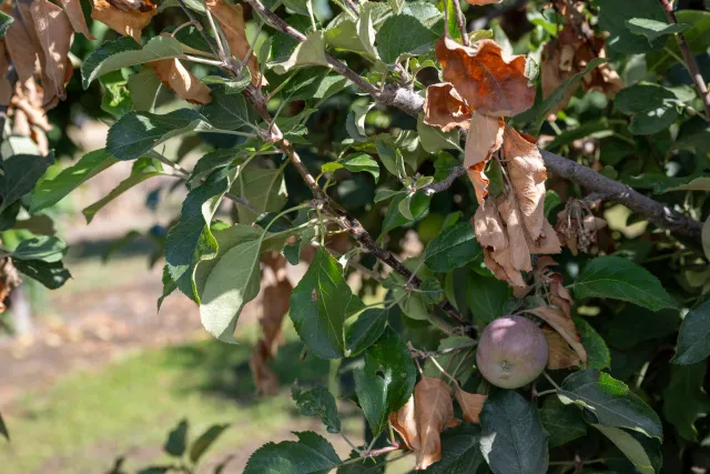Three round green and red fruit surrounded by green leaves and curled brown dry leaves.