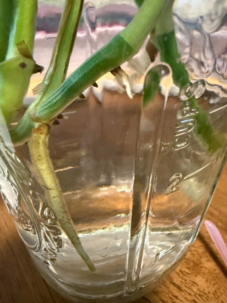 the difference btwn these water roots…!