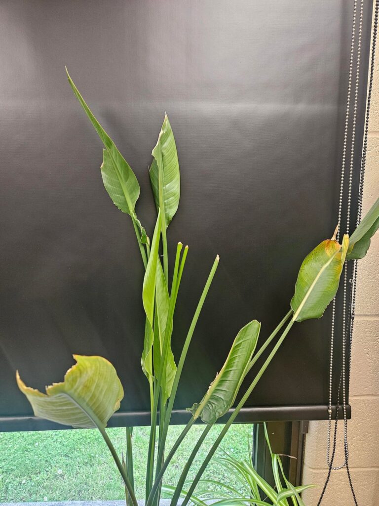Bird of paradise is storing to not do so well Bird of paradise is storing to not do so well