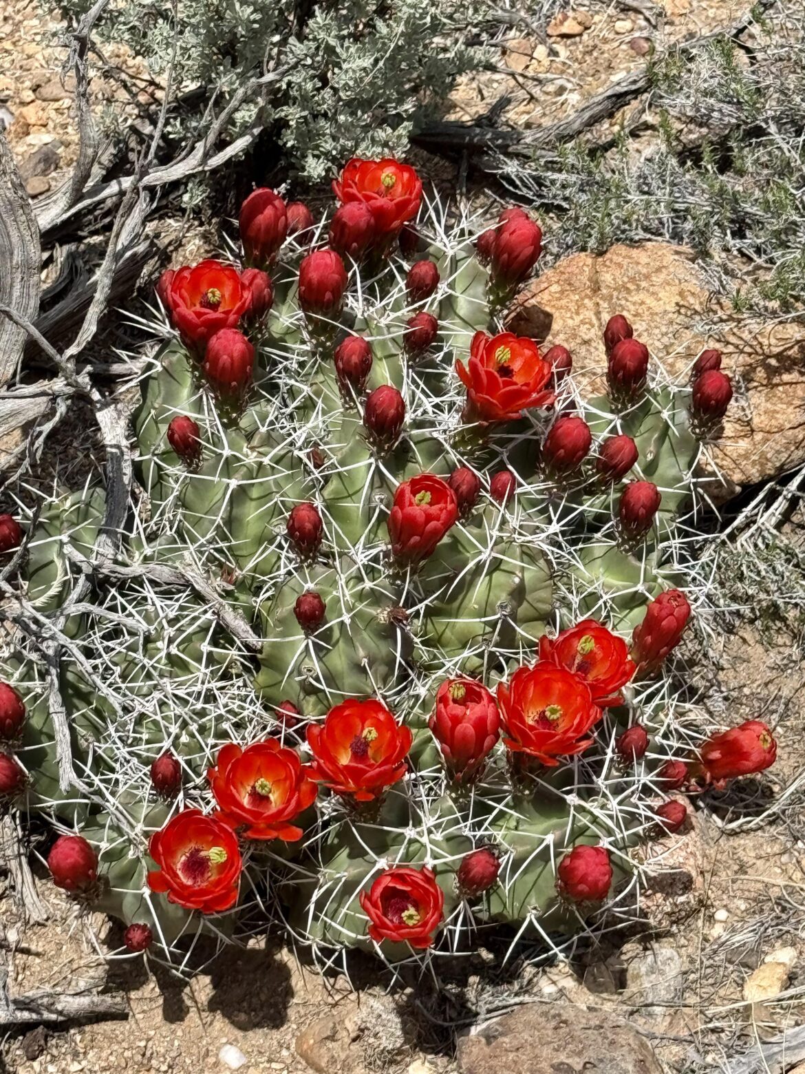 Today! Northern New Mexico