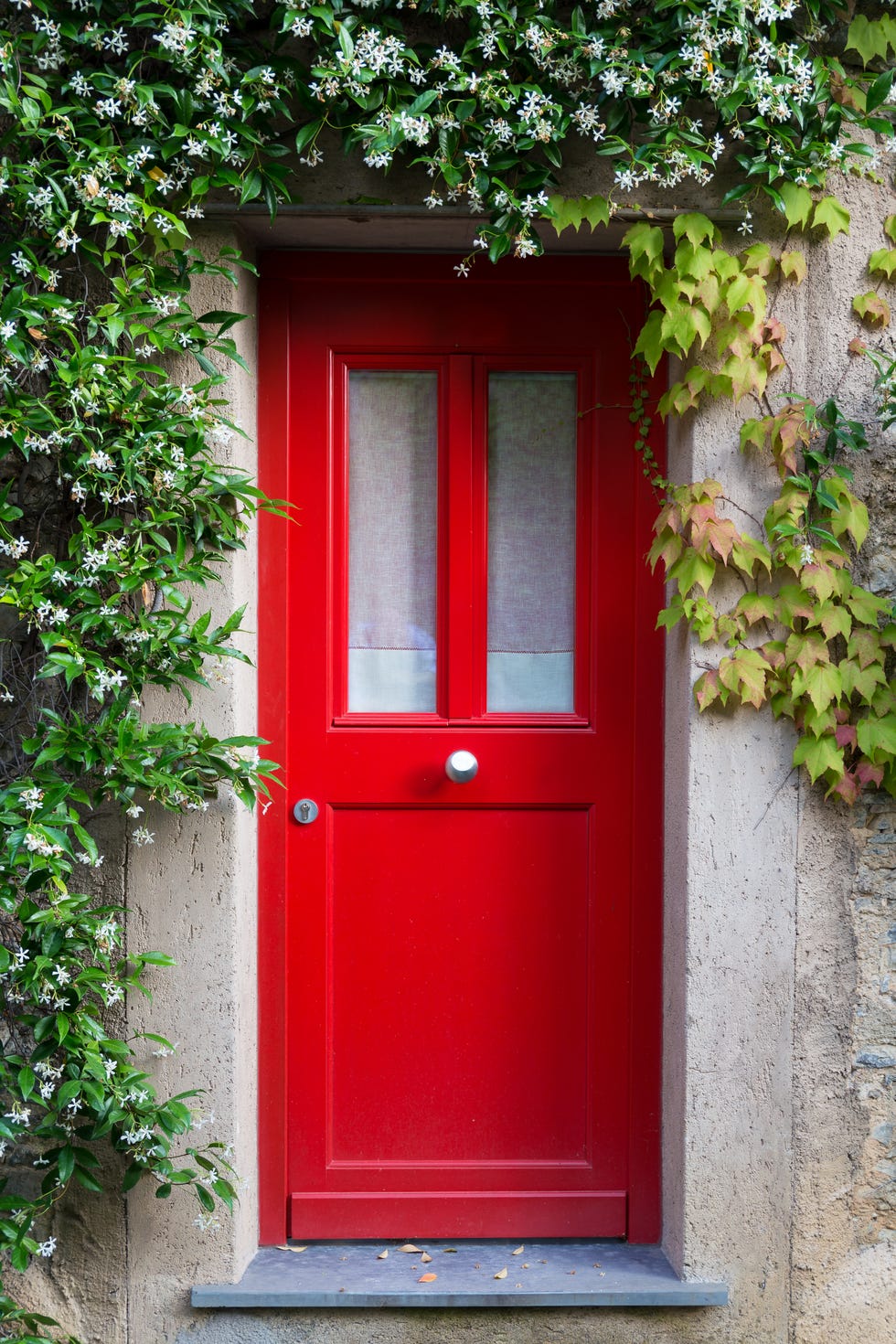 Red Entrance Door with jasmine flowers Red Entrance Door with jasmine flowers