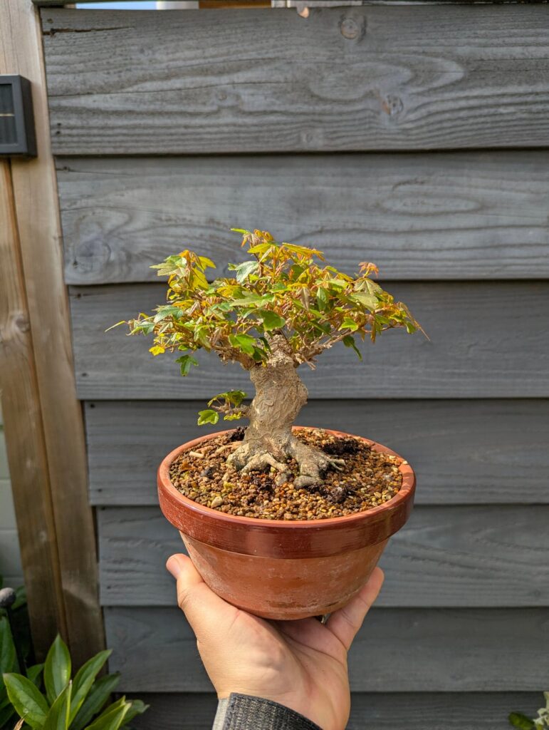 Summer time, pre bonsai☀️