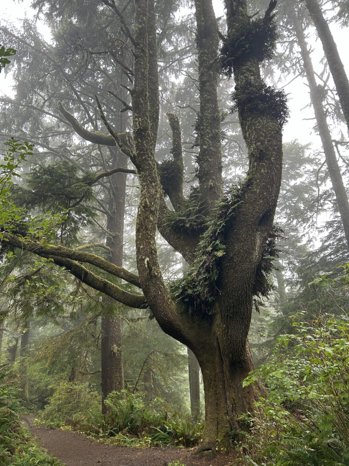 Crazy Tree