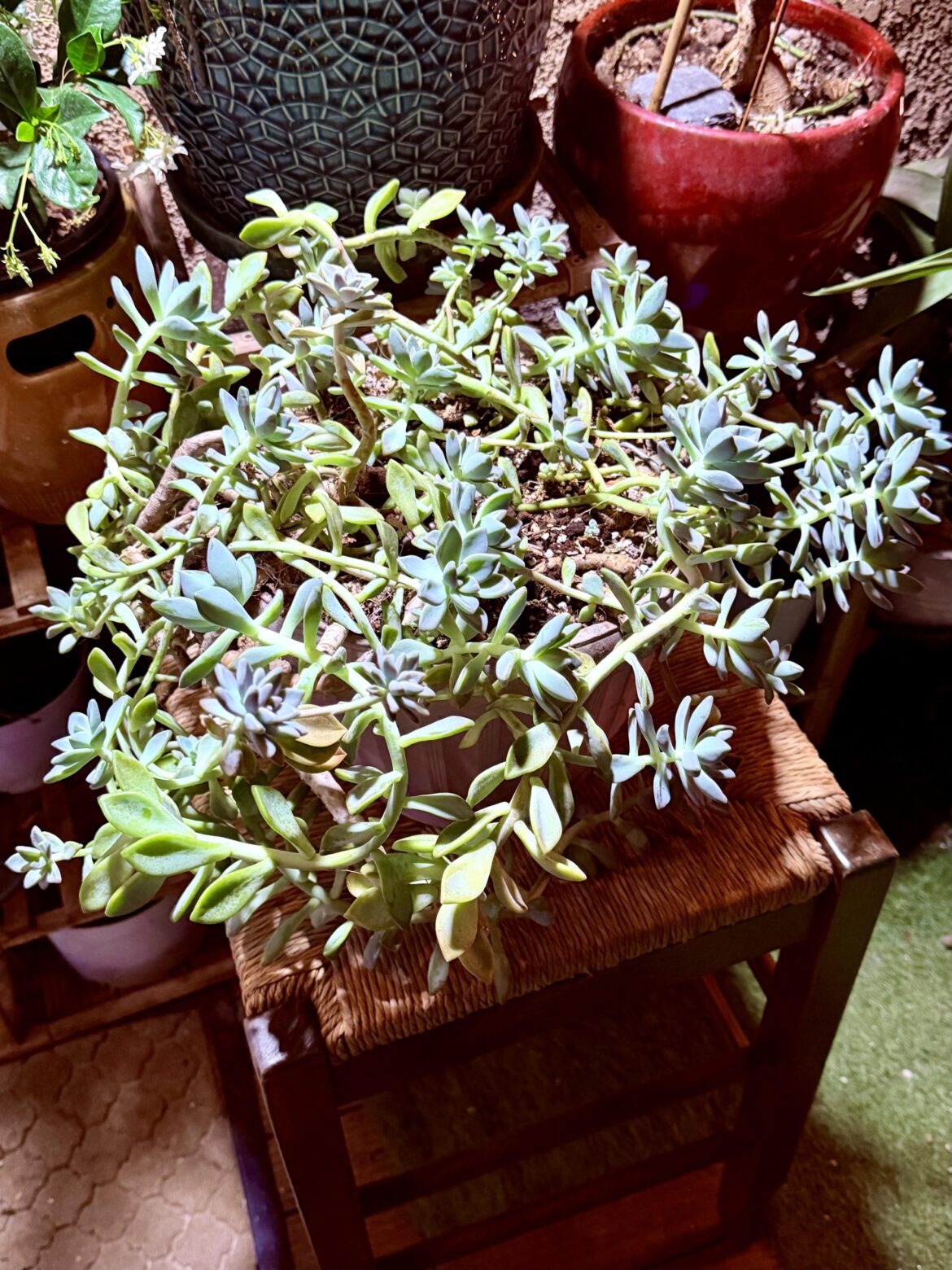 Help - this plant I found in the trash is taking over