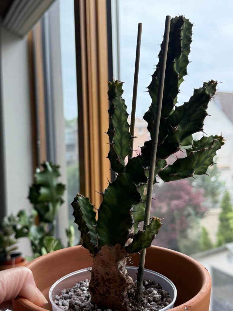 Repot E. pseudocactus Repot E. pseudocactus