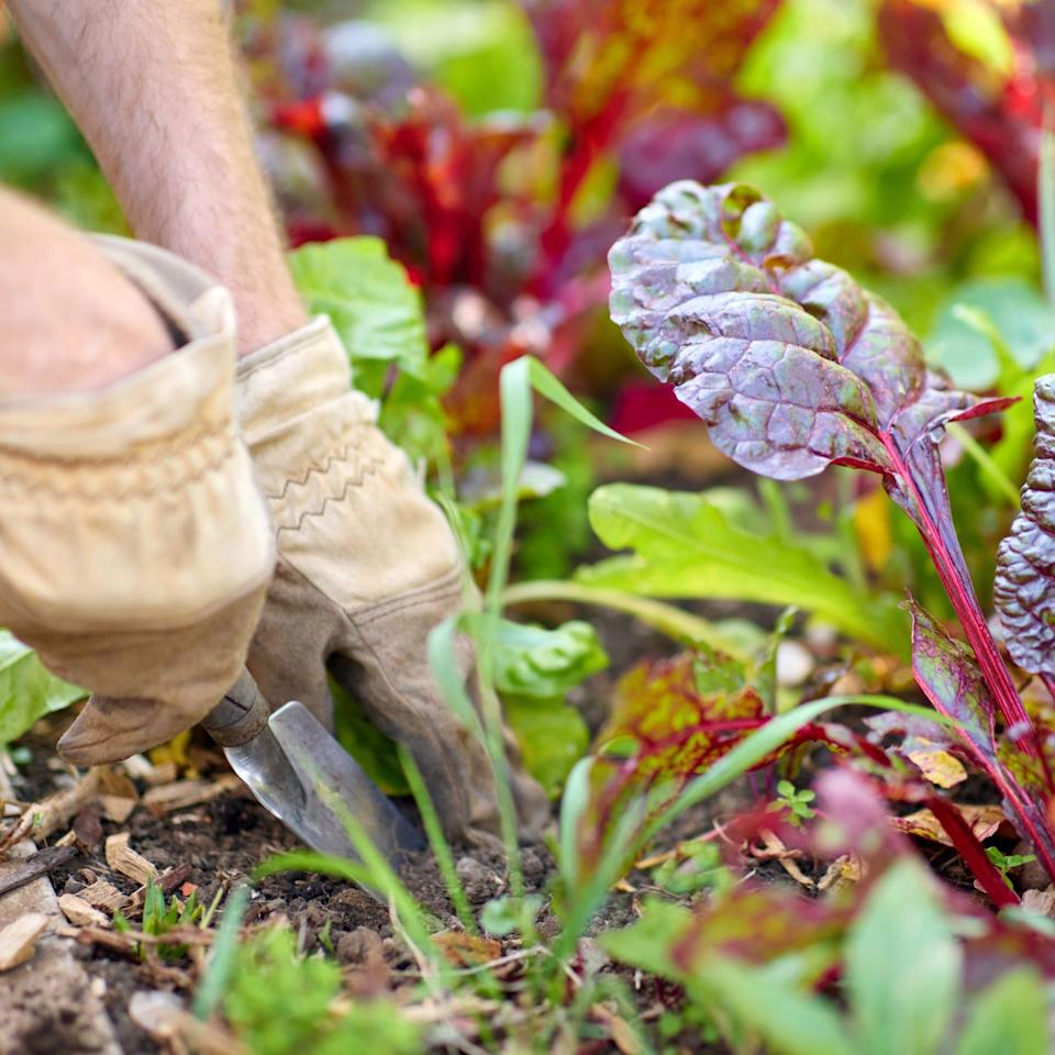 Gloved hand weeding in garden near young chard and green leaves.