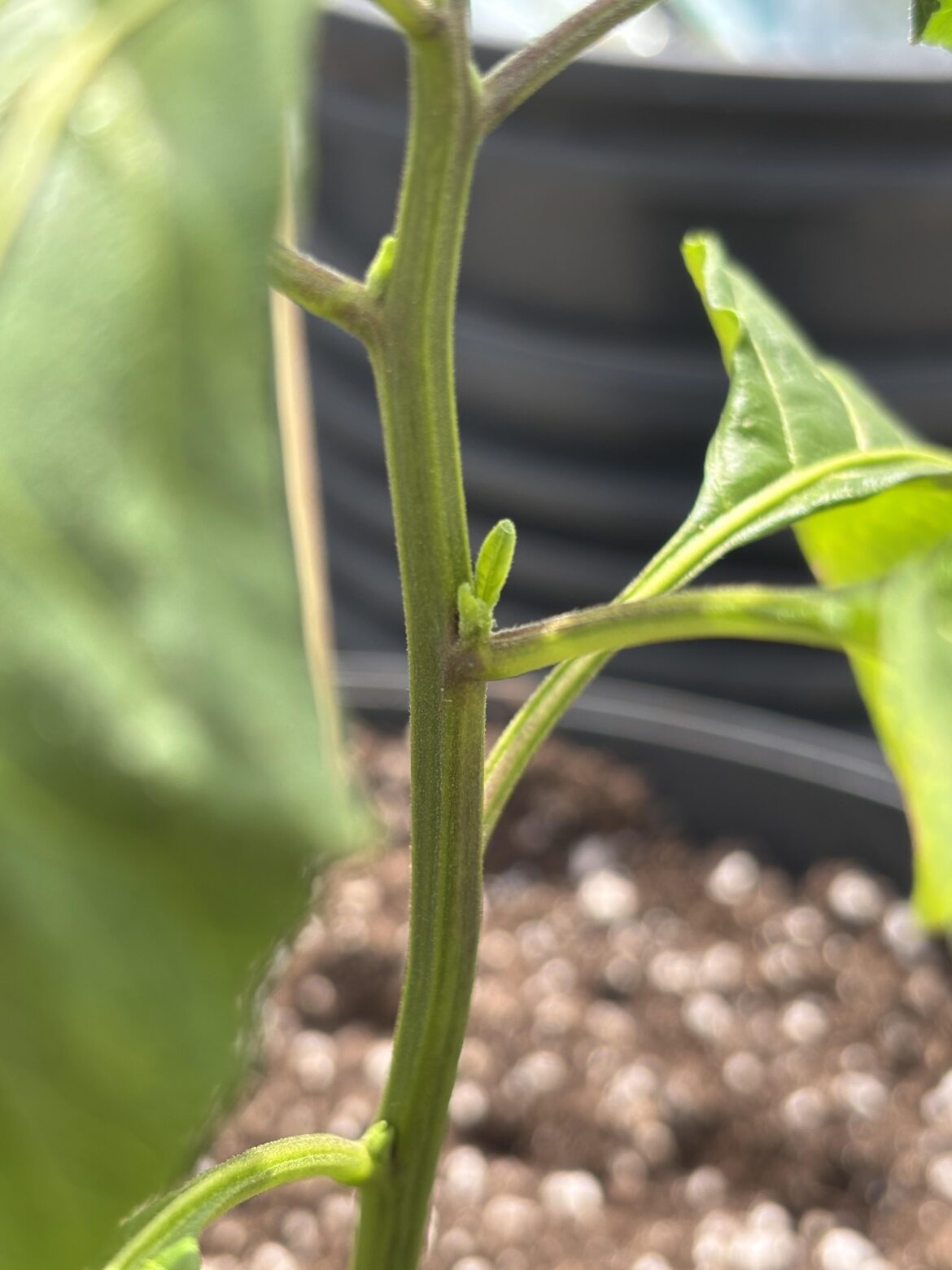 Growth spurt on my new Carolina reaper first time growing one using 12-10-5 fertilizer