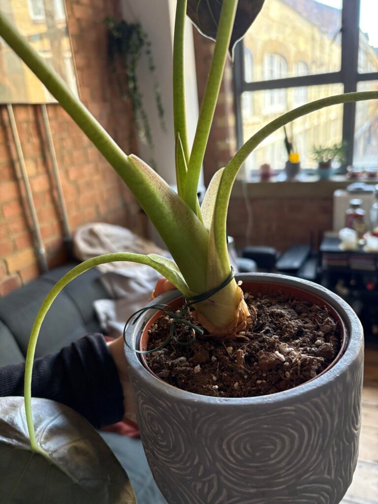 Should I repot my alocasia?