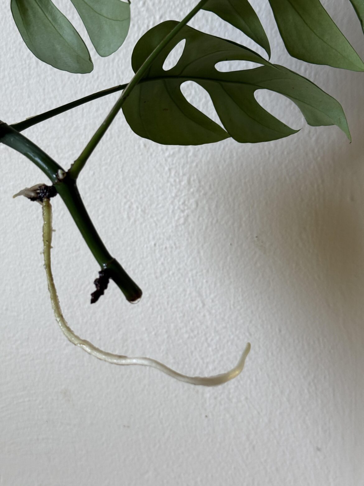 Mini Monstera Cutting Only Growing Aerial Roots?