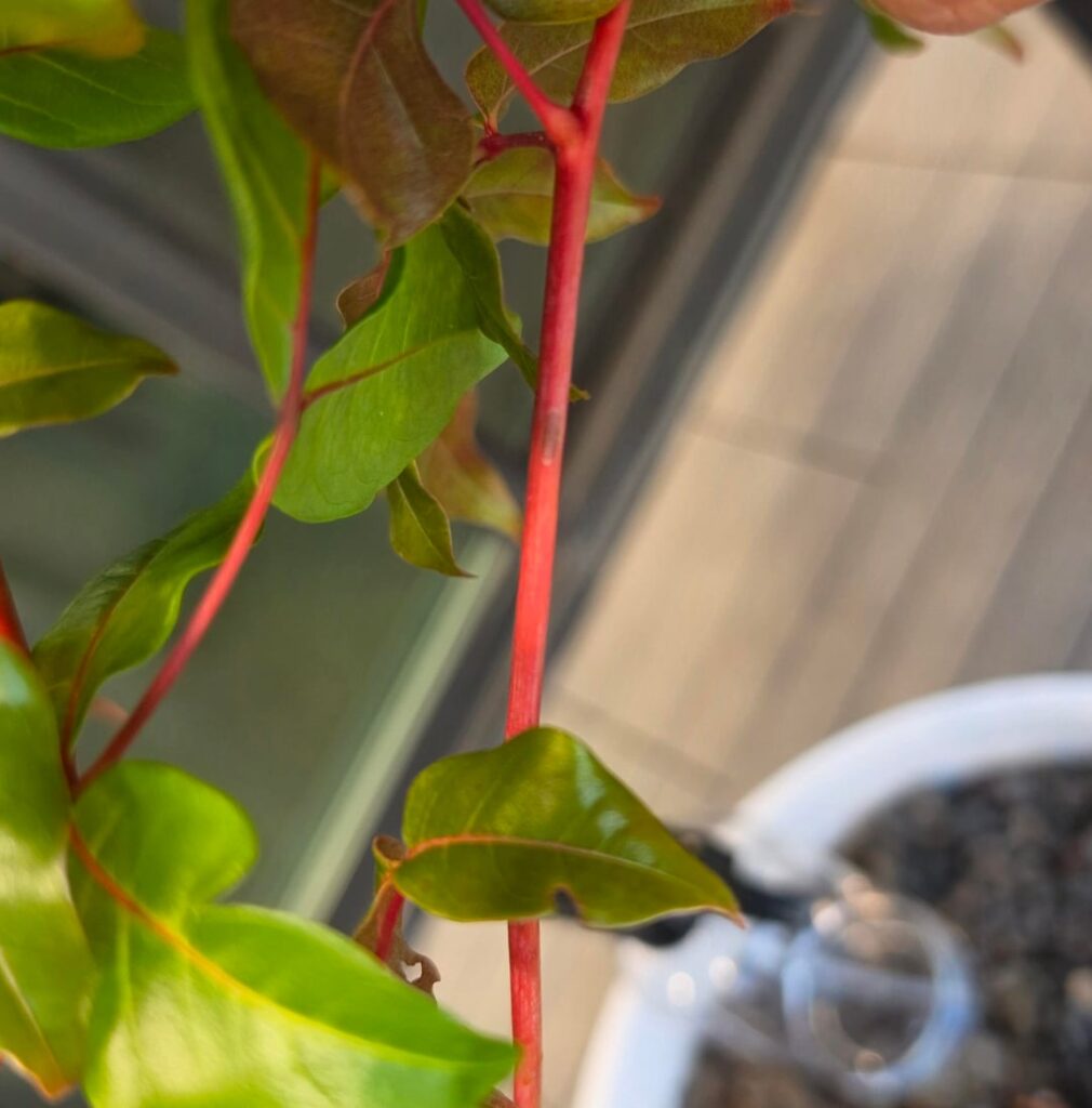 Find the scale bugs!