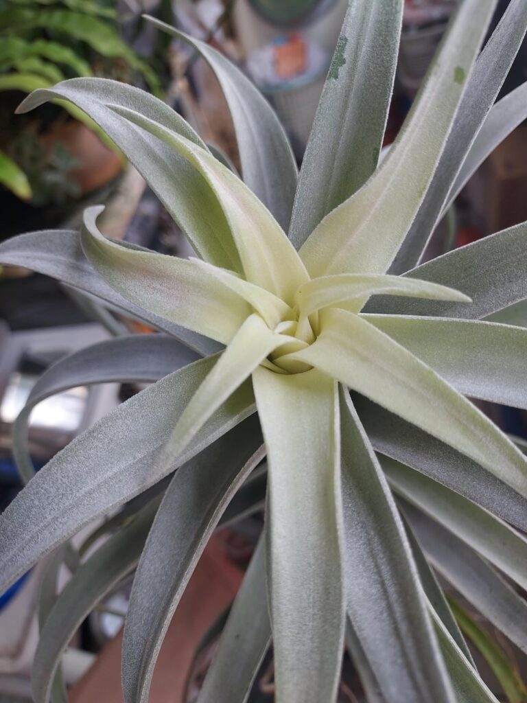 my big old tillandsia recently has developed a yellowish crown?