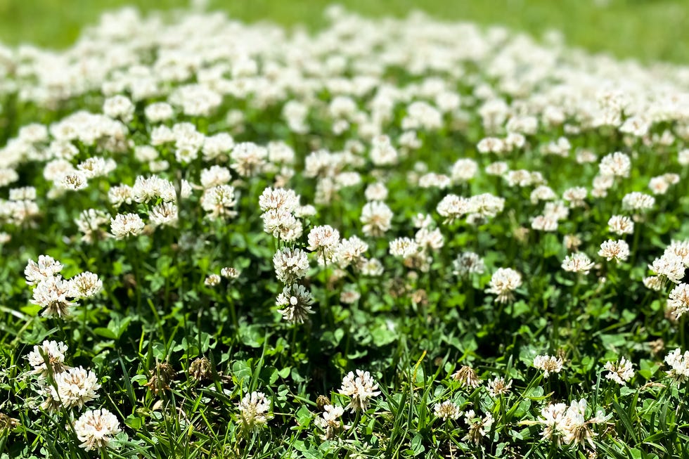 oh clover! pretty patch of wildflowers