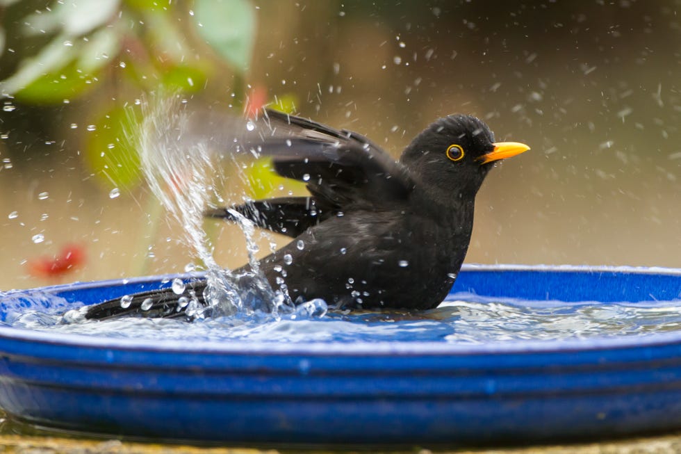 Blackbird bathing blackbird bathing