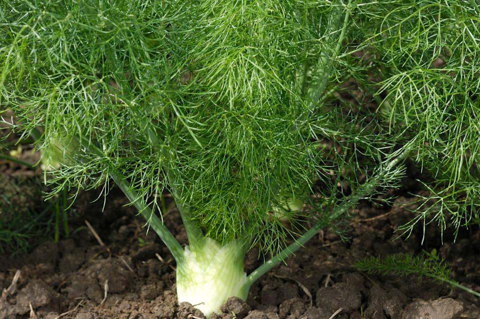 Credit: GomezDavid / Getty Images