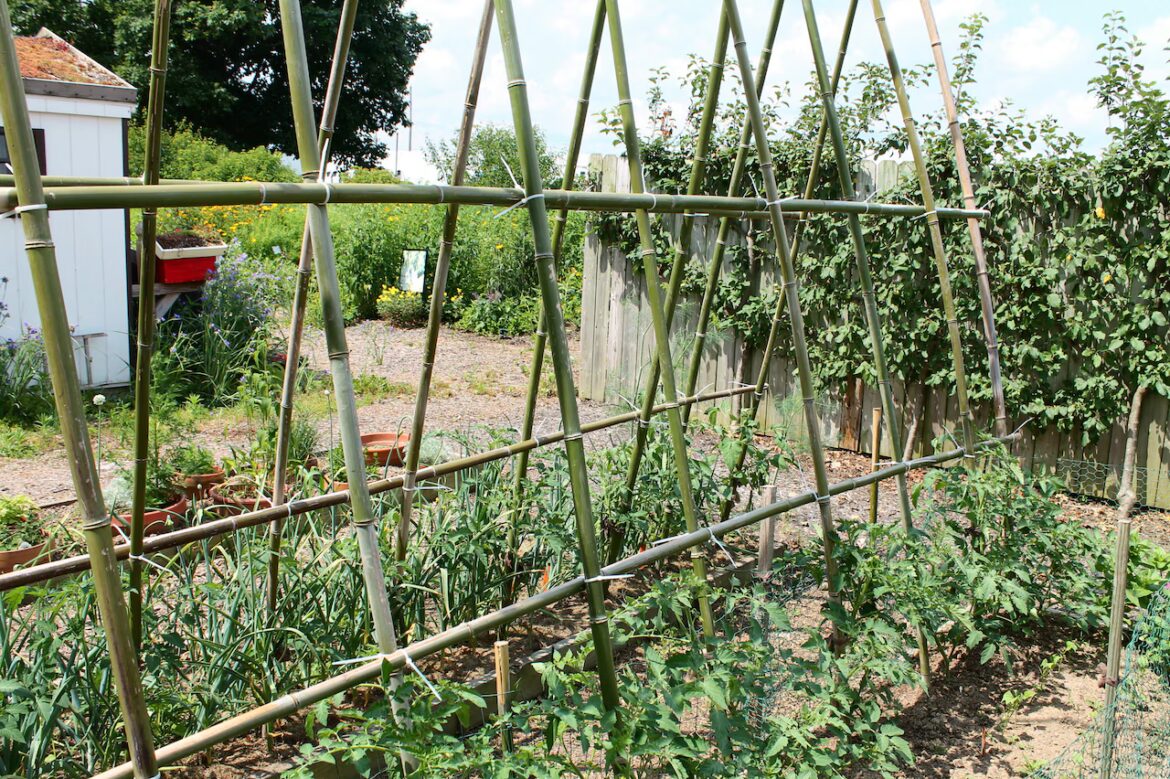 How can you keep tomatoes up? There’s more than one way to stake a plant Support for the tomatoes
