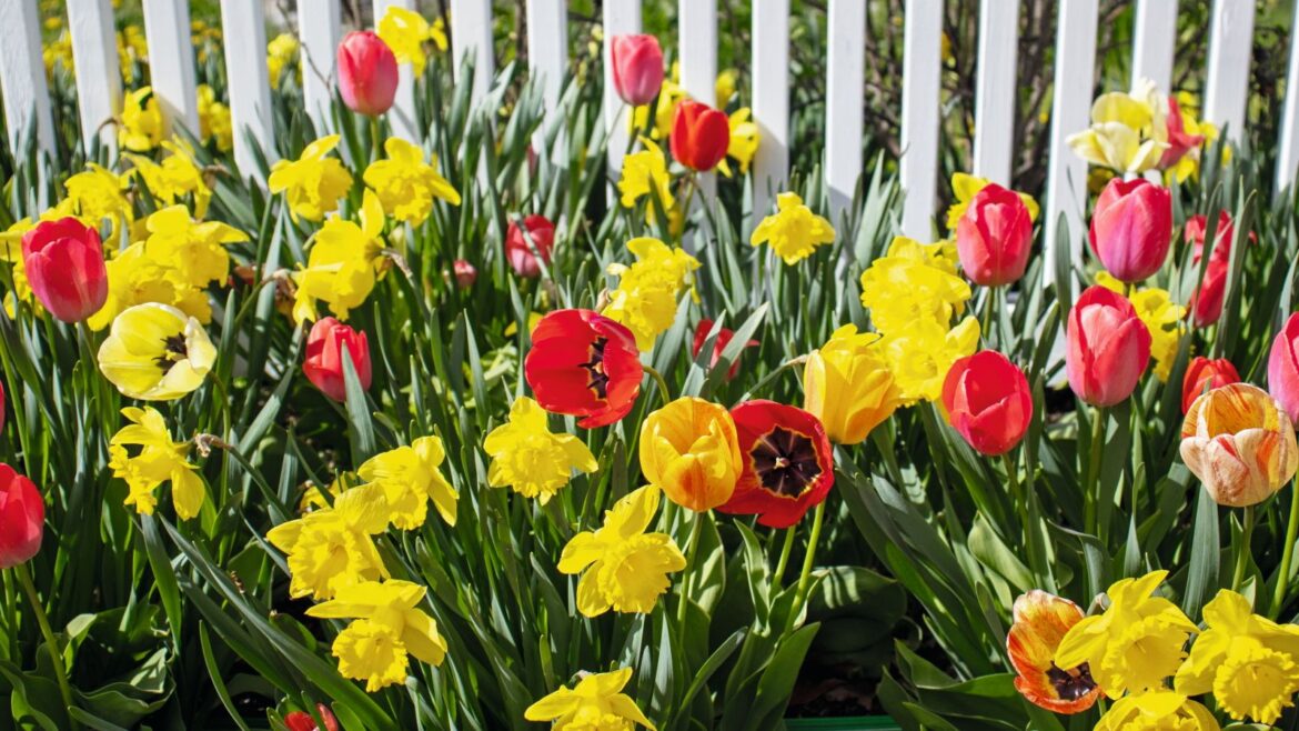 Fertilize Spring Bulbs in May for a Great Display Next Year Red tulips and yellow daffodils are flowering in front of a white fence