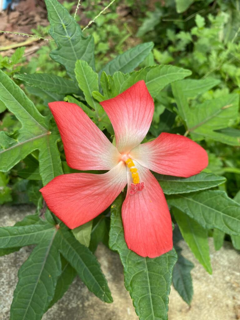 VIETNAMESE NATIVES found on field! Abelmoschus rhodopetalus (Red-petal Muskmallow)