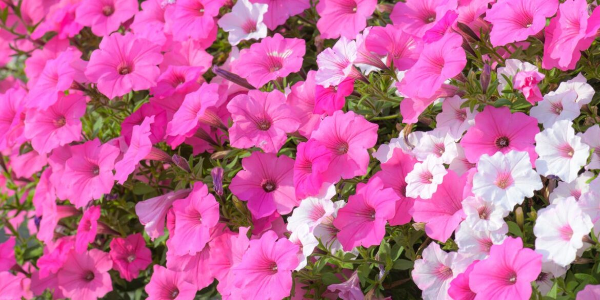 7 Easy-Care Plants That Thrive on Neglect for a Low-Effort Summer Garden 7 Easy-Care Plants That Thrive on Neglect for a Low-Effort Summer Garden