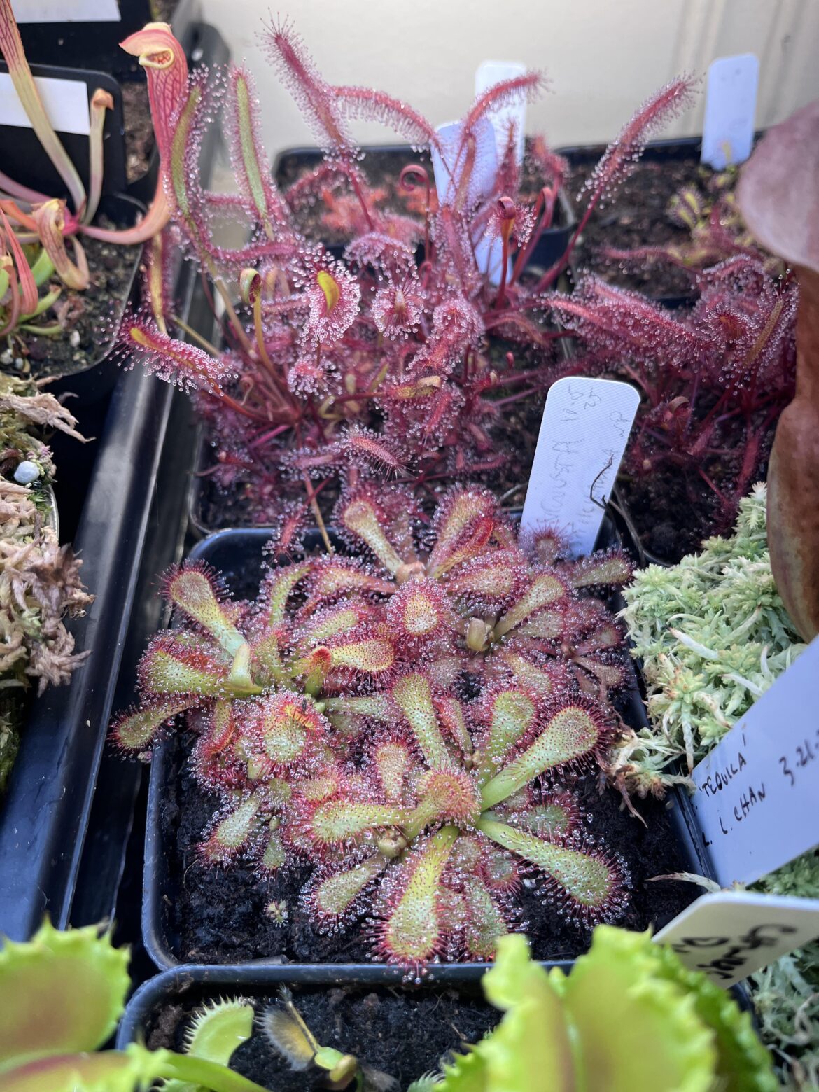 D. venusta loving life D. venusta loving life