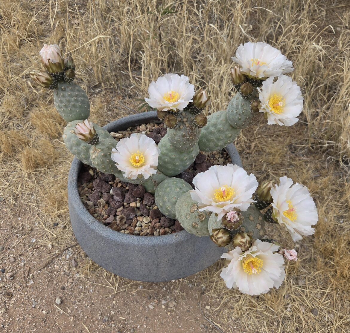 My tephrocactus geometricus. 31 flower buds this year, first handful have popped open.