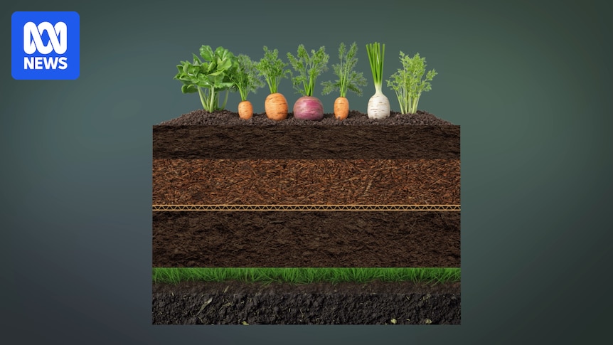 Families could save up to $50 a week growing their own fruit and vegetables Families could save up to $50 a week growing their own fruit and vegetables