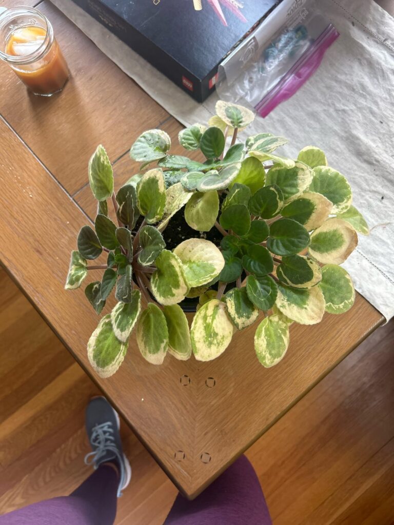 Help me with my African violet Help me with my African violet