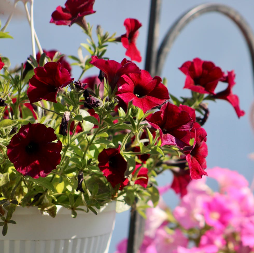 Summer Plants That Thrive On Neglect the top down view of beautiful red colored petunia flowers.