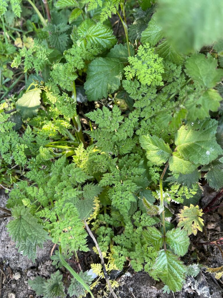 Is this hemlock?