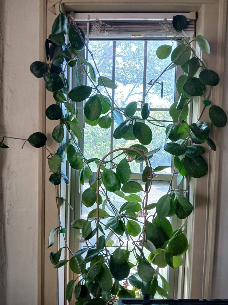 Blooming Monster