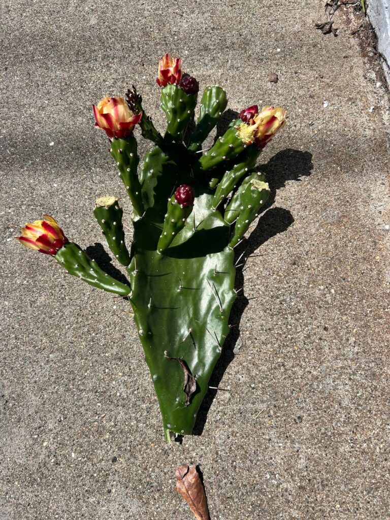 Found cactus. Can I replant?