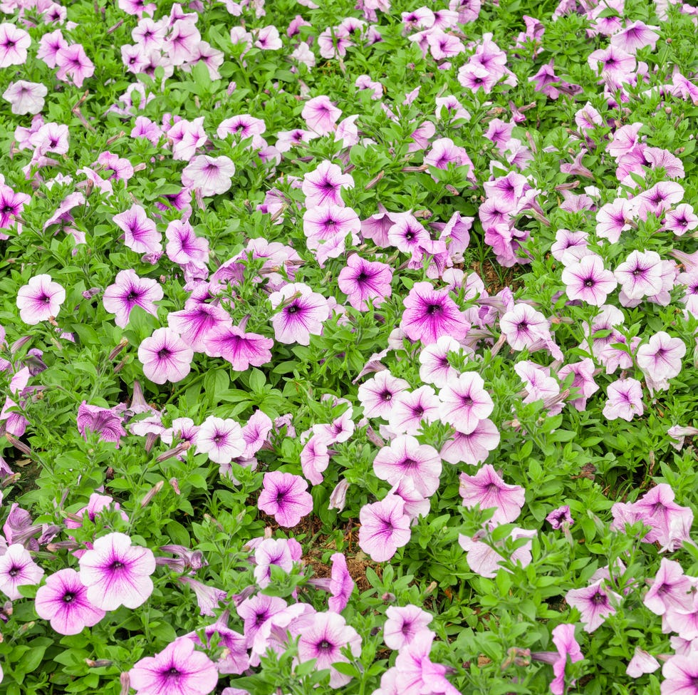 Petunia flowers pink petunia flowers