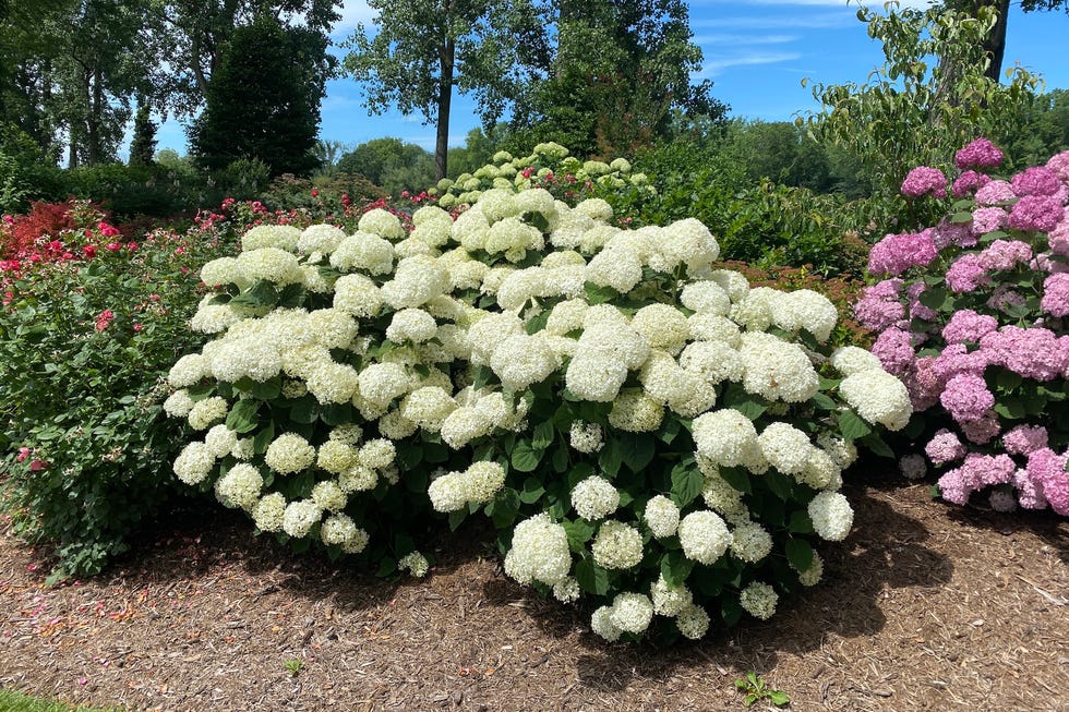 Flowering shrubs in a garden Flowering shrubs in a garden