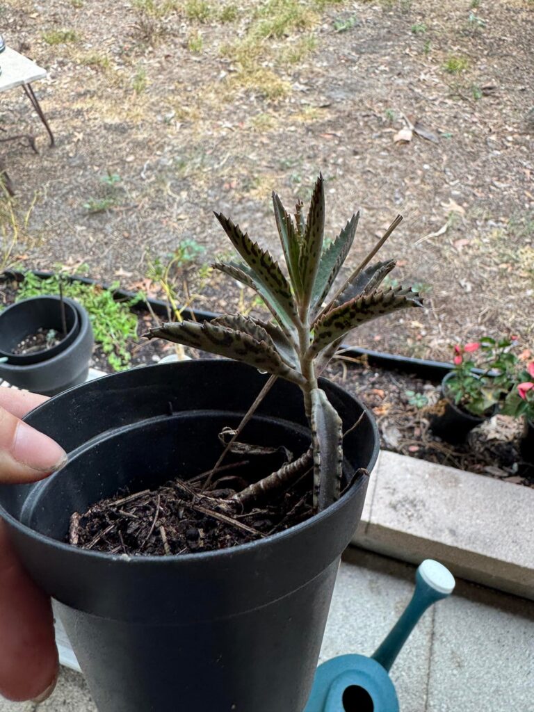 Florida weed I’ve picked and started growing not sure what it is?