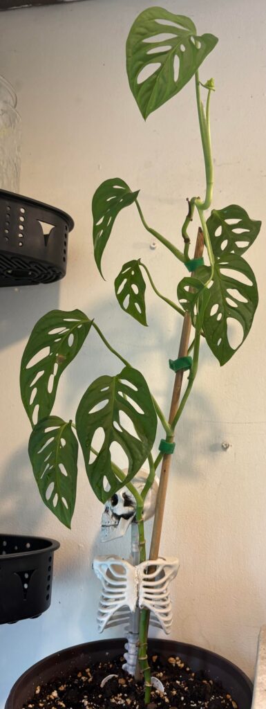 Why is my Swiss cheese plant so “stringy”
