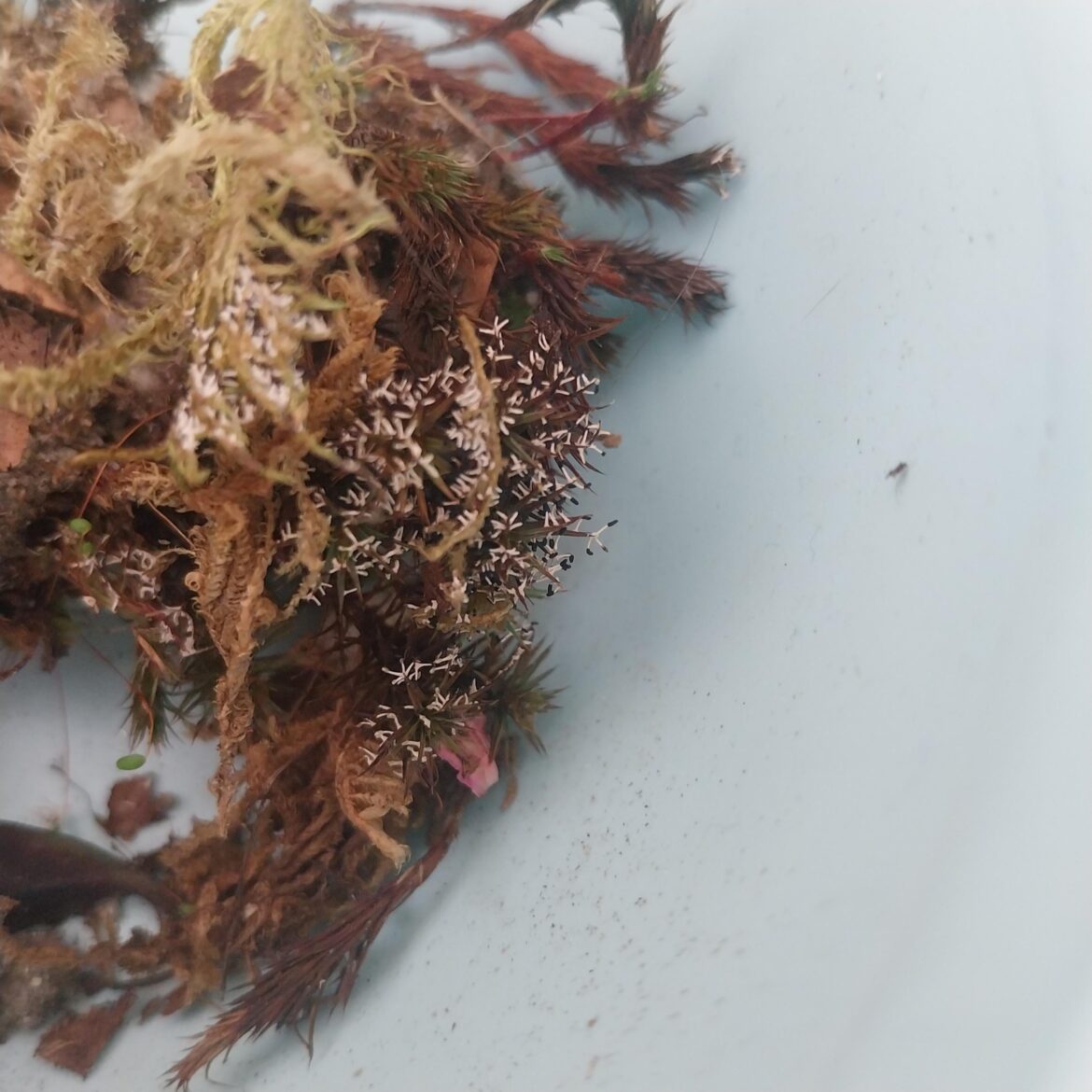Is this mold or moss spores? Is this mold or moss spores?